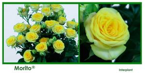 ROSE BR. MORITO 40